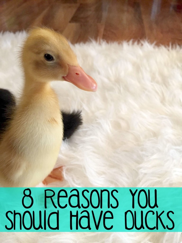 8 Reasons You Should Have Ducks | If you have been thinking about