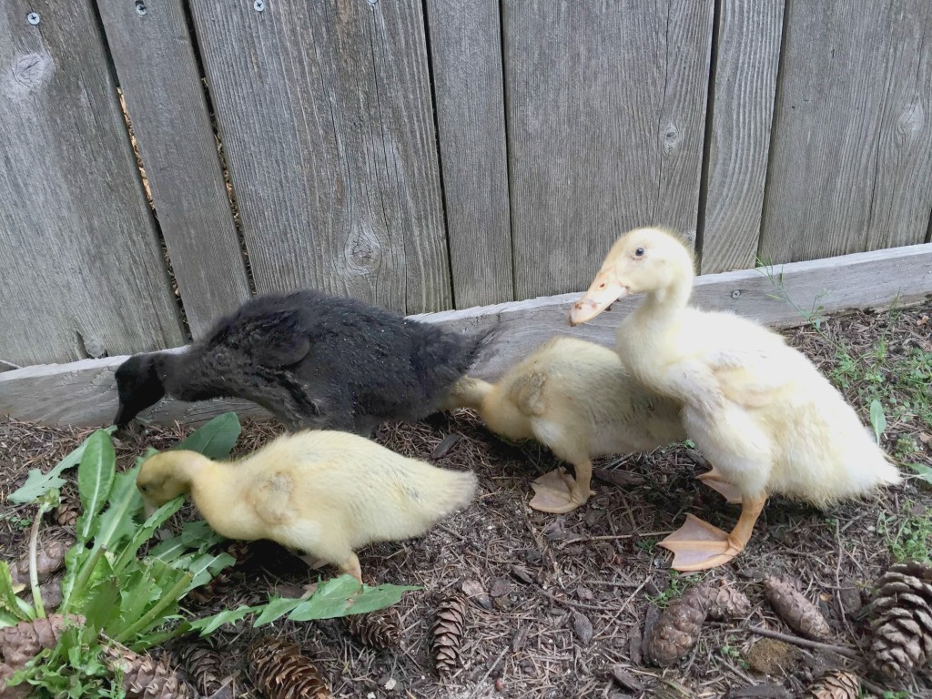 8 Reasons Why You Should Have Ducks